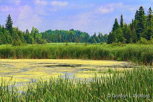 Summer Marsh_25234-5.jpg - Photographed near Lindsay, Ontario, Canada.